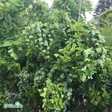 Bild Robinia 'Twisty Baby' Sh 120 co