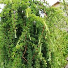 Bild Japansk lärk 'Stiff Weeper' Sh 120 co