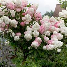 Bild Vipphortensia 'Vanille Fraise' Sh 100 co