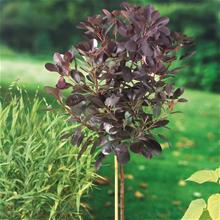 Bild Rödbladig perukbuske 'Royal Purple' Sh 80 co