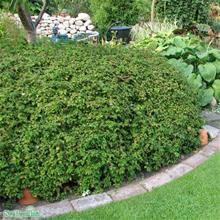 Bild Liten stefanandra 100-p barrotad 20-40cm