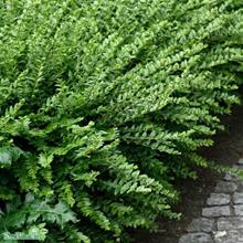 Bild Myrtentry 'Maigrün' 10-pack i kruka