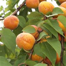 Bild Aprikos 'Orangered' co