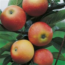 Bild Äpple 'Discovery' E B9 (svagväxande) co