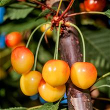 Bild Sötkörsbär 'Büttners Späte Rote' E Colt co Inkl. Uppbindning