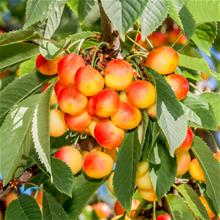 Bild Sötkörsbär 'Heidi' E co Inkl. Uppbindning