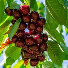 Bild Sötkörsbär 'Kordia' Colt co