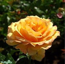 Bild Floribundaros AMBER QUEEN barrot 10-pack barrot