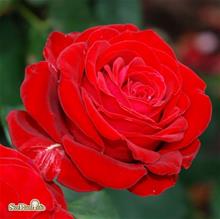 Bild Tehybridros COURAGE 1-pack barrot