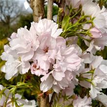 Bild Japanskt prydnadskörsbär 'Ama-no-gawa' Utr 120-130 co