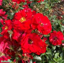 Bild Floribundaros AUSTRIANA barrot 5-pack barrot