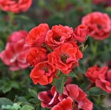 Bild Modern buskros CHARMING COVER 1-pack barrot