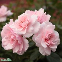 Bild Storblommig klätterros CLIMBING CANIBO 5-pack barrot