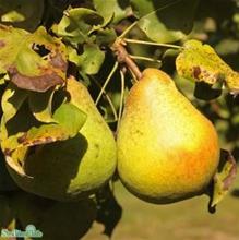 Bild Päron 'Göteborgs Diamant' E co