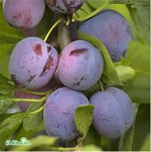 Bild Plommon 'Opal' E co