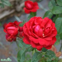 Bild Modern buskros CAPRICIA RENAISSANCE 10-pack barrot