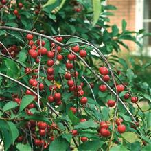 Bild Surkörsbär SKUGGMORELL E Colt co