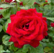 Bild Tehybridros BURGUND '81 5-pack barrot