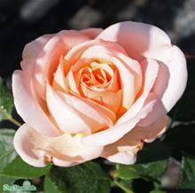 Bild Modern buskros CLAIR RENAISSANCE 5-pack barrot