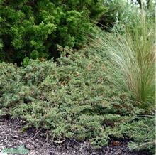 Bild En 'Green Carpet' 30-35 co