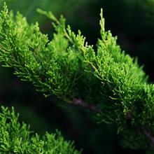 Bild Trädgårds-en 'Mint Julep' 30-35 co