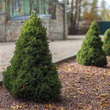 Bild Sockertoppsgran 'Conica' 60-80 co