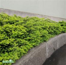 Bild Idegran 'Summergold' 30-40 co