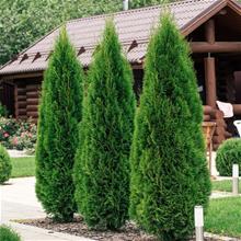 Bild Tuja 'Smaragd' 80-100 co