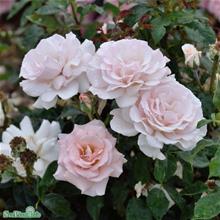 Bild Tehybridros 'A Whiter Shade of Pale' barrot 1-pack barrot