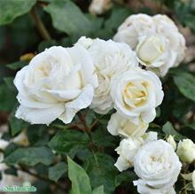 Bild Tehybridros CLAUS DALBY 1st barrotad