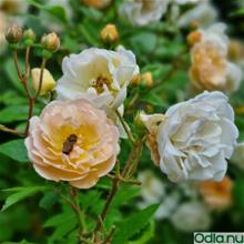 Bild Moschataros 'Ghislaine de Féligonde' 1st barrotad