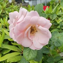 Bild Floribundaros ASTRID LINDGREN 1st barrotad