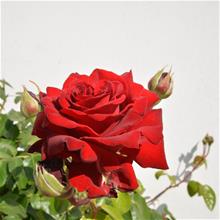 Bild Tehybridros INGRID BERGMAN 1st barrotad