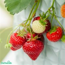 Bild Jordgubbe 'Rumba' 10,5cm kruka