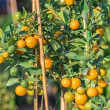 Bild Kalamondin, 9cm kruka