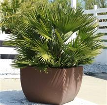 Bild Europeisk dvärgpalm 70-80cm 22cm kruka