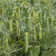 Bild Märgärt 'Örshult' Svenskodlad, frö