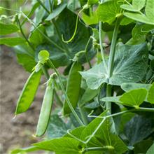 Bild Sockerärt 'Boaryd' Svenskodlad, frö