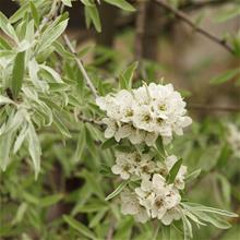 Bild Silverpäron 'Pendula' Sh 100-120 co