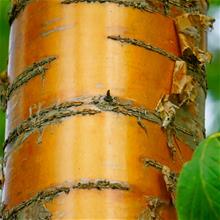 Bild Näverhägg Utr 150-200 co