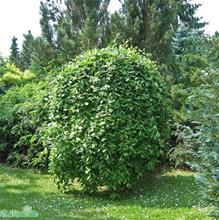 Bild Hängsälg 'Kilmarnock' Sh 100-120 co