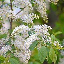 Bild Hägg Utr 150-200 co