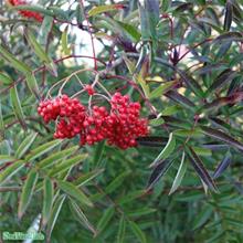 Bild Japansk rönn 'Carmencita' E,  Utr 150-200 co