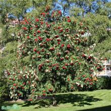 Bild Praktrönn Utr 150-200 co