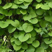 Bild Pipranka co 1-pack