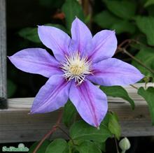 Bild Klematis 'Barbara Jackman' 5-pack