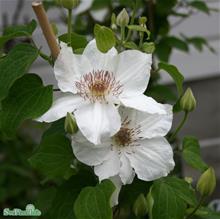 Bild Klematis 'Destiny' 1-pack