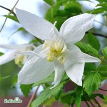 Bild Klematis 'Albina Plena' 1-pack
