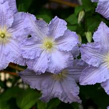 Bild Klematis 'Blue Angel' 1-pack