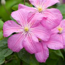 Bild Klematis 'Comtesse de Bouchaud' 1-pack